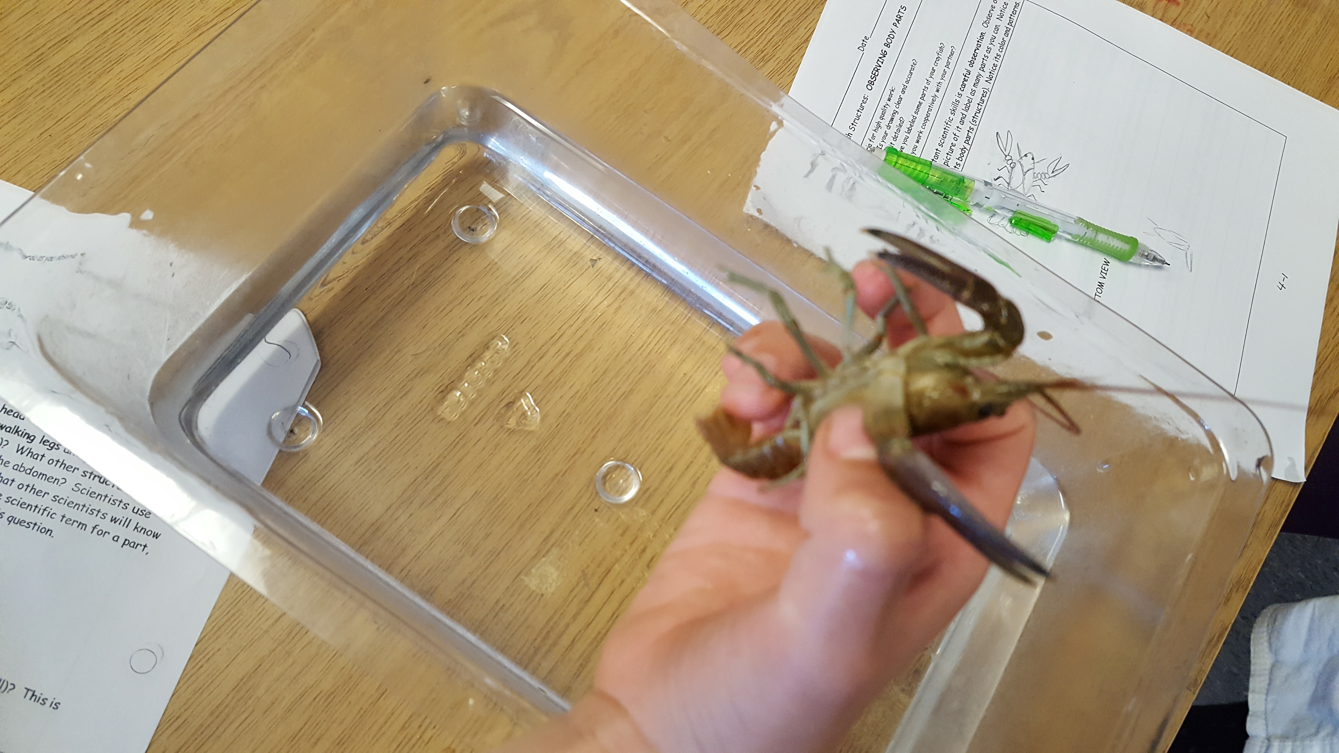 We’re Learning about Crayfish